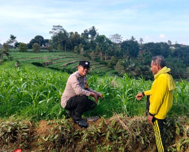 Mengabdi dari Desa, Bhabinkamtibmas Polsek Mojo Dorong Kesuksesan Panen Jagung Warg