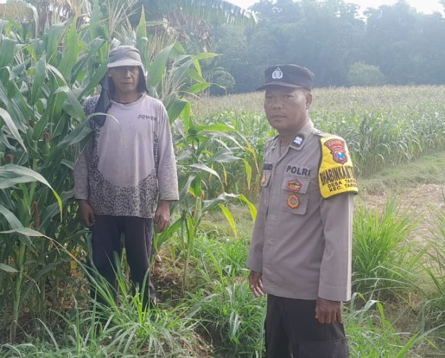 Sambut Hari Bhayangkara ke-80, Bhabinkamtibmas Polsek Tarokan Cek Lahan Jagung dan Edukasi Petani di Desa Tarokan untuk Dukung Ketahanan Pangan