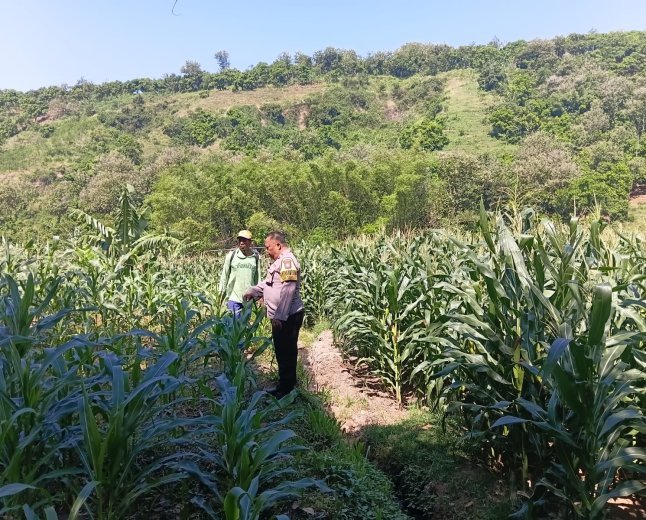 Sambang Persawahan, Bhabinkamtibmas Kalipang Motivasi Petani Tingkatkan Produktivitas Jagung