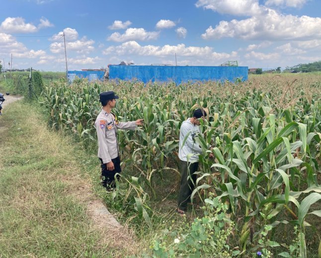 Bhabinkamtibmas Desa Boro Brigadir M. VICKY NORNANDA, S.H. Melaksanakan monitoring penanaman jagung di desa binaan.