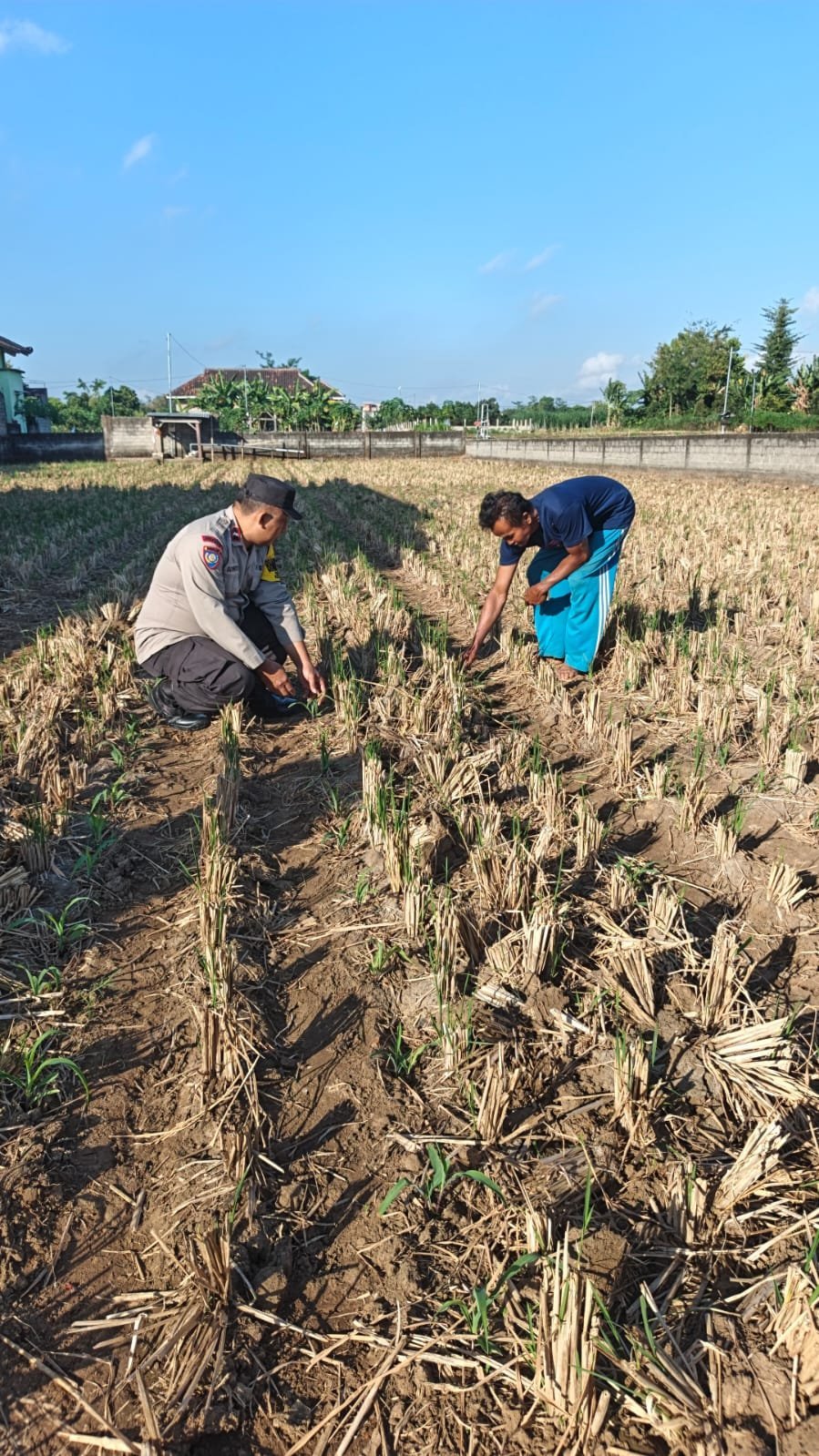 Bhabinkamtibmas Tamanan Turun ke Sawah, Perkuat Semangat Petani Jagung Dukung Swasembada Pangan Nasional