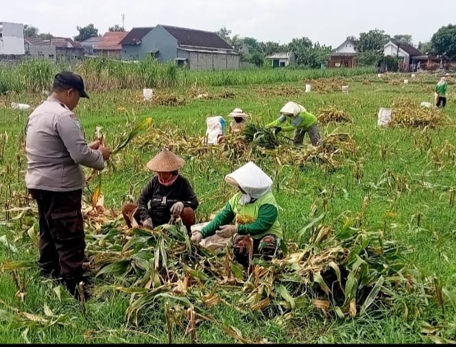 Bhabinkamtibmas Mrican Intensif Dampingi Petani Jagung, Perkuat Ketahanan Pangan Menuju Swasembada Nasional