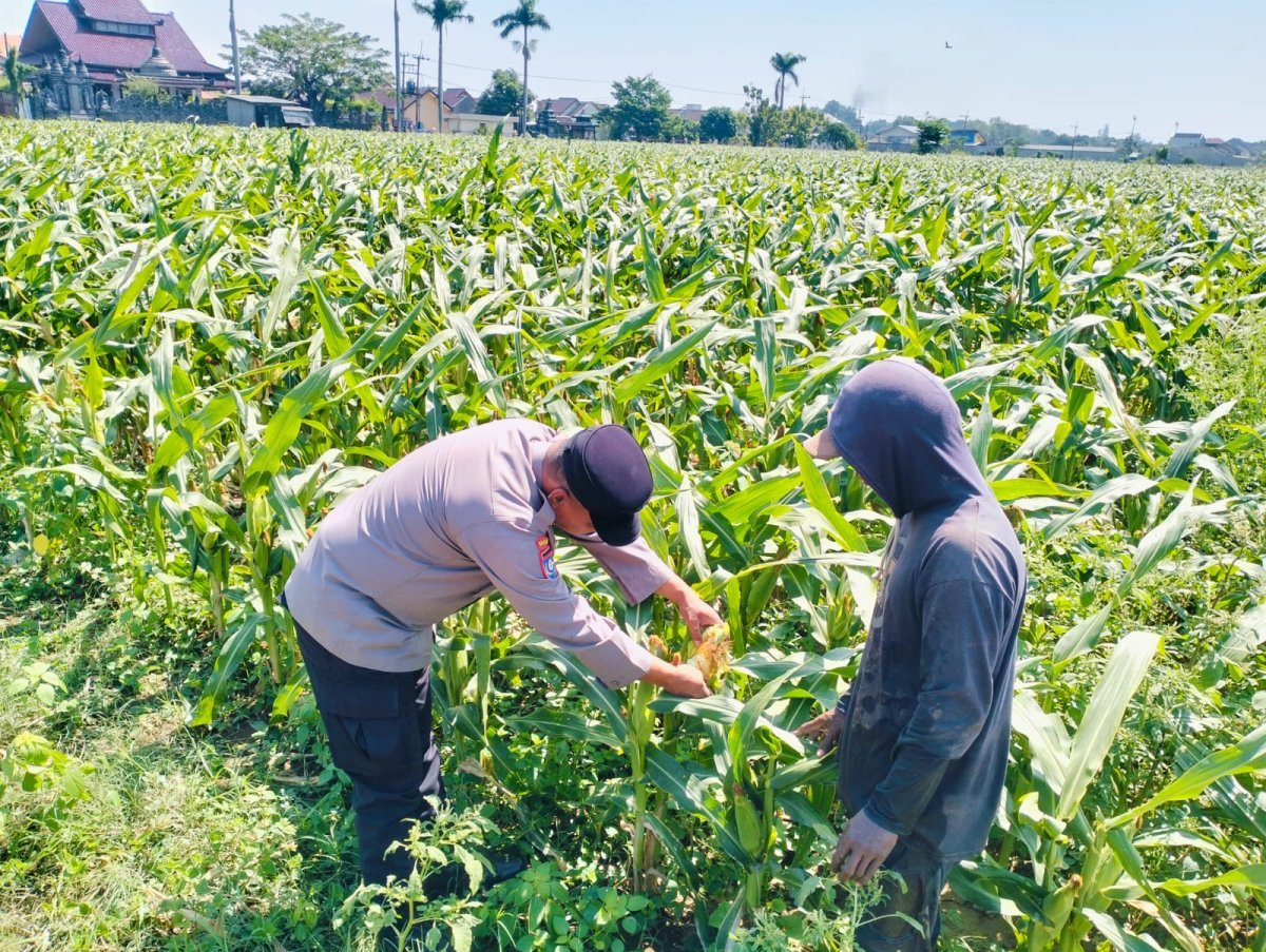Bhabinkamtibmas Semampir Turun ke Lahan Jagung, Edukasi Petani Dukung Swasembada Pangan Nasional