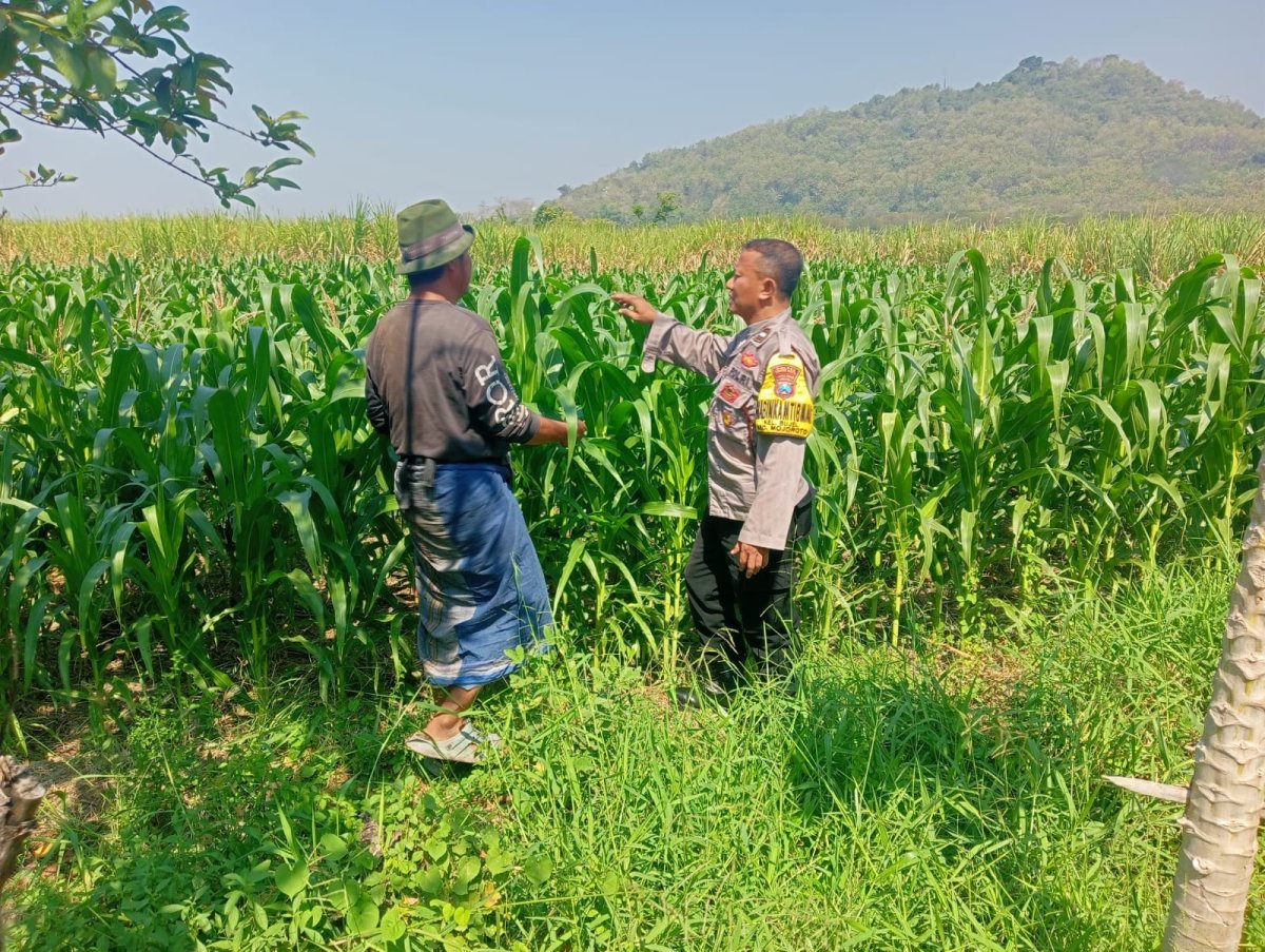 Sinergi Polri dan Petani, Bhabinkamtibmas Bujel Pantau Tanaman Jagung Demi Swasembada Pangan