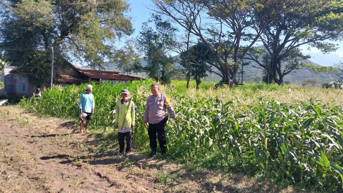 Bhabinkamtibmas Polsek Mojoroto Perkuat Ketahanan Pangan, Edukasi Petani Jagung di Kelurahan Gayam