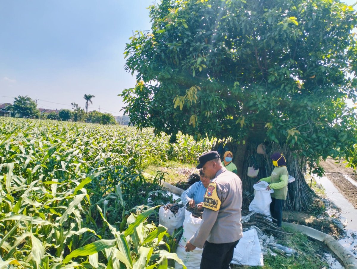 Bhabinkamtibmas Semampir Dampingi Petani Jagung, Wujud Nyata Dukungan Polri terhadap Ketahanan Pangan