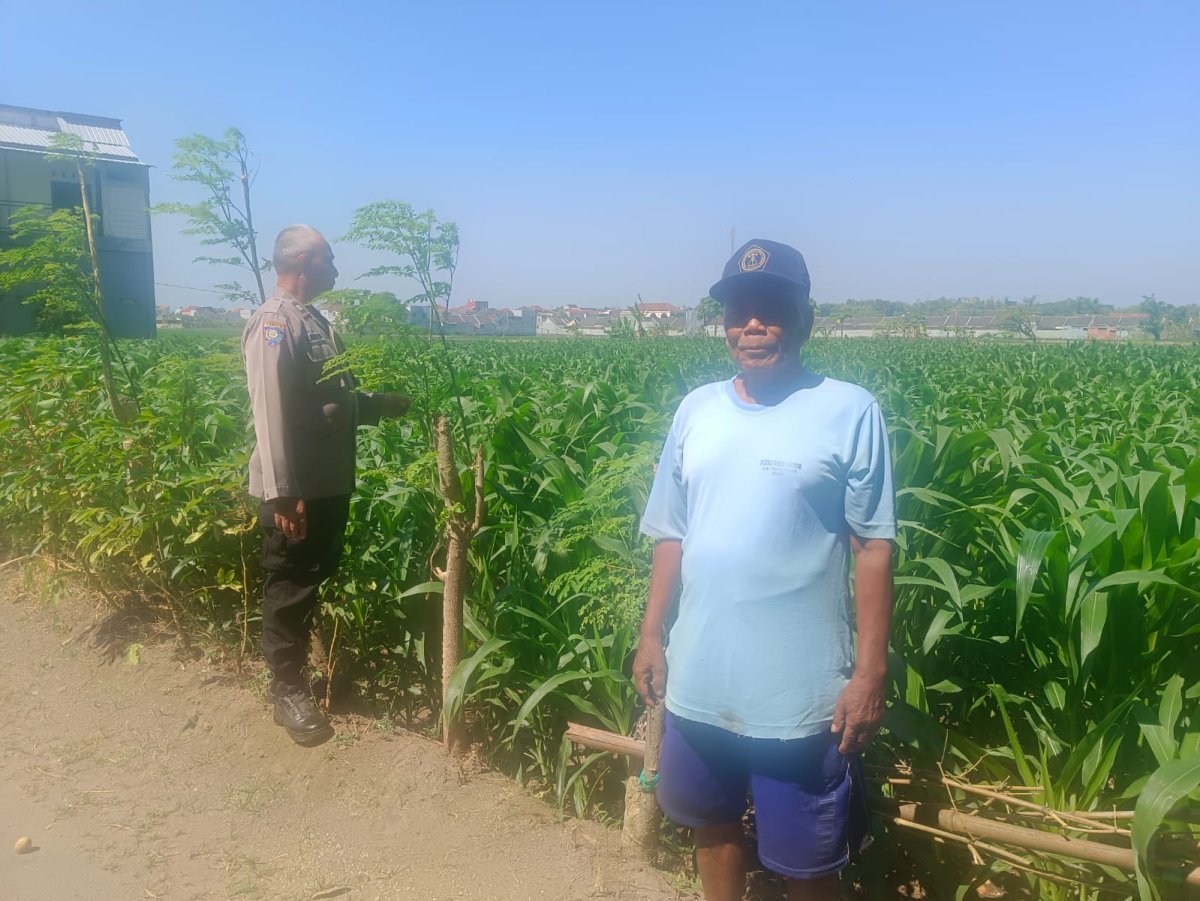 Dukung Swasembada Pangan, Bhabinkamtibmas Sukorame Turun ke Sawah Dampingi Petani Jagung
