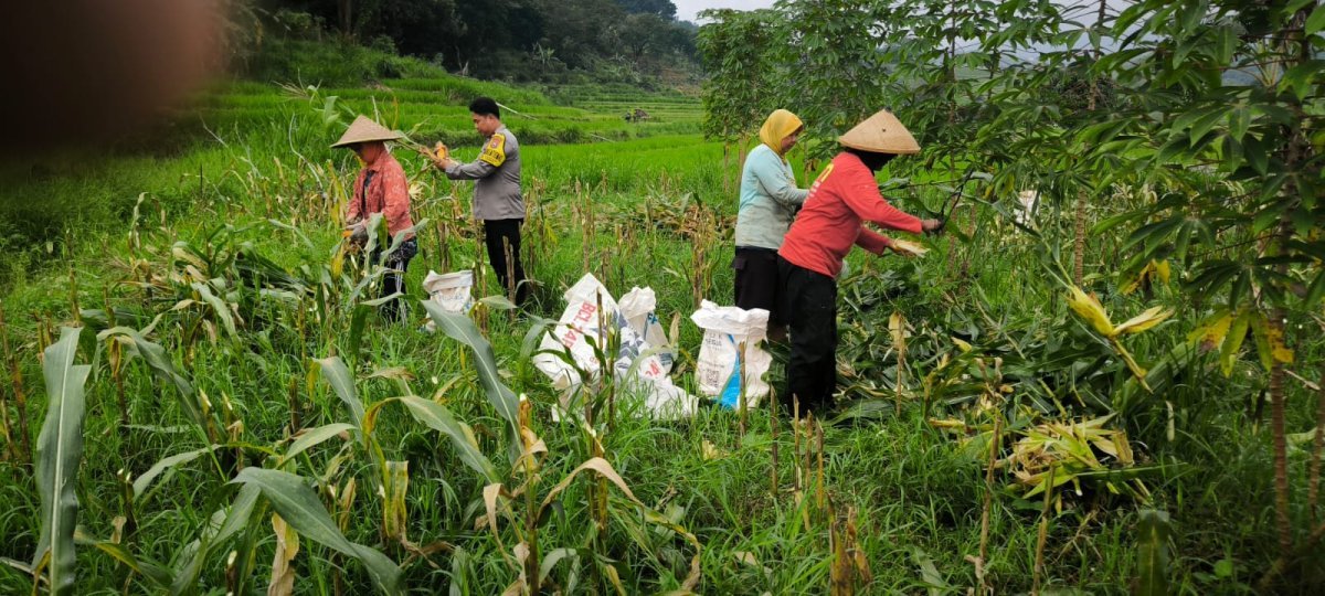 Bhabinkamtibmas Desa Puhsarang Dampingi Petani Panen Jagung, Perkuat Ketahanan Pangan Nasional
