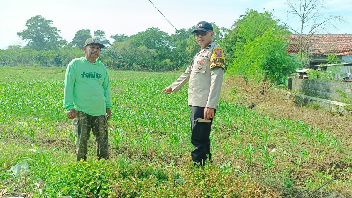 Bhabinkamtibmas Polsek Mojoroto Turun ke Sawah, Dampingi Petani Jagung Wujudkan Swasembada Pangan Nasional