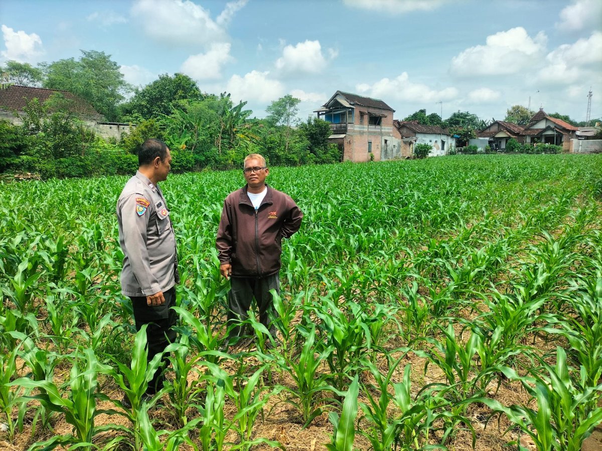 Bhabinkamtibmas Bandar Kidul Perkuat Ketahanan Pangan Lewat Pendampingan Petani Jagung di Mojoroto