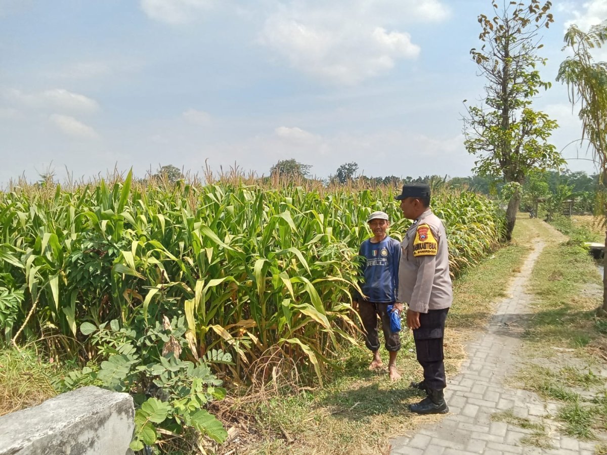 Bhabinkamtibmas Kelurahan Manisrenggo Dampingi Petani Jagung, Wujudkan Ketahanan Pangan Menuju Swasembada Nasional