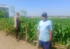 Dukung Swasembada Pangan, Bhabinkamtibmas Sukorame Turun ke Sawah Dampingi Petani Jagung