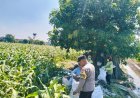 Bhabinkamtibmas Semampir Dampingi Petani Jagung, Wujud Nyata Dukungan Polri terhadap Ketahanan Pangan