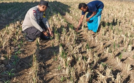 Bhabinkamtibmas Tamanan Turun ke Sawah, Perkuat Semangat Petani Jagung Dukung Swasembada Pangan Nasional