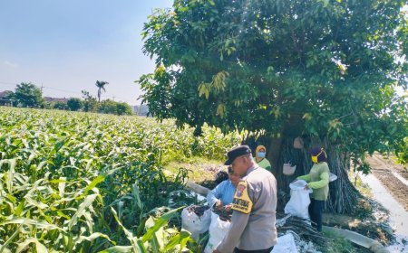Bhabinkamtibmas Semampir Dampingi Petani Jagung, Wujud Nyata Dukungan Polri terhadap Ketahanan Pangan