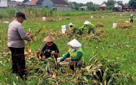 Bhabinkamtibmas Mrican Intensif Dampingi Petani Jagung, Perkuat Ketahanan Pangan Menuju Swasembada Nasional