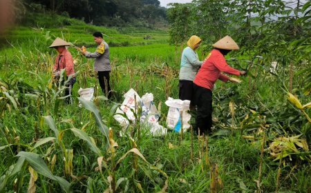 Bhabinkamtibmas Desa Puhsarang Dampingi Petani Panen Jagung, Perkuat Ketahanan Pangan Nasional