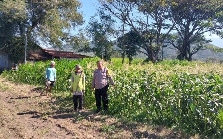 Bhabinkamtibmas Polsek Mojoroto Perkuat Ketahanan Pangan, Edukasi Petani Jagung di Kelurahan Gayam