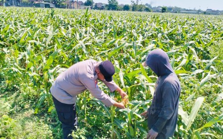Bhabinkamtibmas Semampir Turun ke Lahan Jagung, Edukasi Petani Dukung Swasembada Pangan Nasional