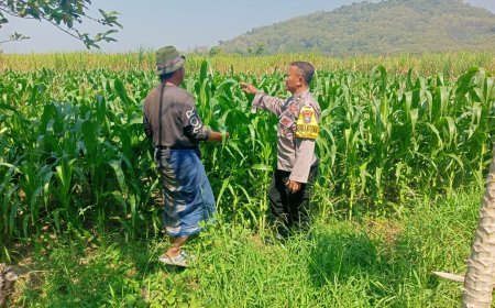 Sinergi Polri dan Petani, Bhabinkamtibmas Bujel Pantau Tanaman Jagung Demi Swasembada Pangan