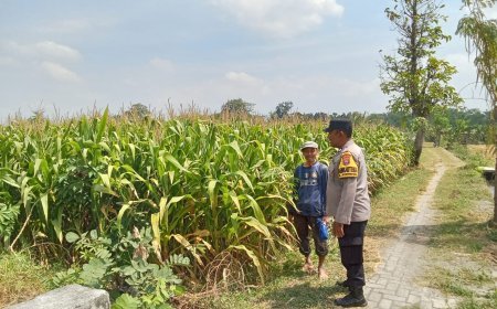 Bhabinkamtibmas Kelurahan Manisrenggo Dampingi Petani Jagung, Wujudkan Ketahanan Pangan Menuju Swasembada Nasional
