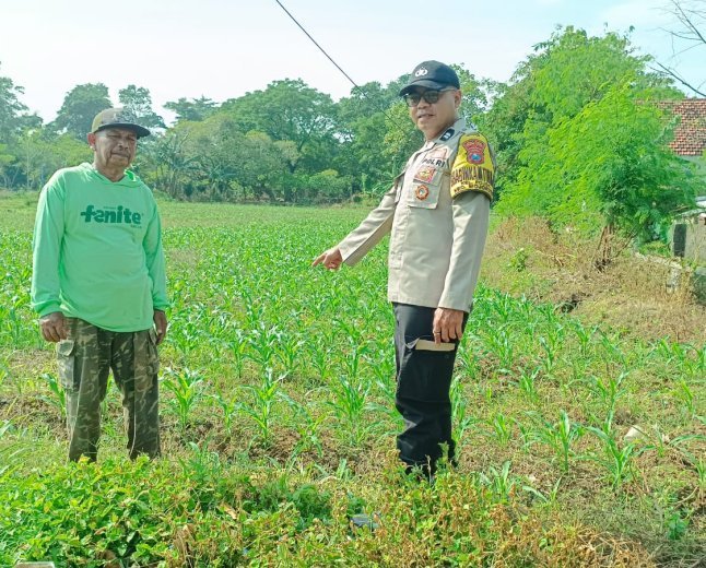 Bhabinkamtibmas Polsek Mojoroto Turun ke Sawah, Dampingi Petani Jagung Wujudkan Swasembada Pangan Nasional