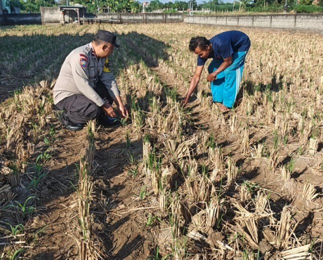 Bhabinkamtibmas Tamanan Turun ke Sawah, Perkuat Semangat Petani Jagung Dukung Swasembada Pangan Nasional