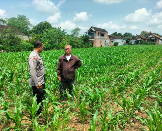 Bhabinkamtibmas Bandar Kidul Perkuat Ketahanan Pangan Lewat Pendampingan Petani Jagung di Mojoroto