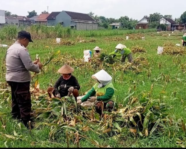 Bhabinkamtibmas Mrican Intensif Dampingi Petani Jagung, Perkuat Ketahanan Pangan Menuju Swasembada Nasional