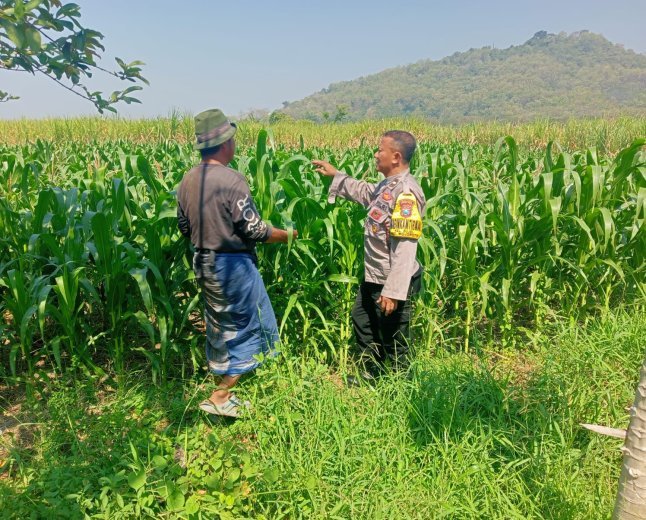 Sinergi Polri dan Petani, Bhabinkamtibmas Bujel Pantau Tanaman Jagung Demi Swasembada Pangan