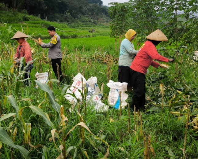 Bhabinkamtibmas Desa Puhsarang Dampingi Petani Panen Jagung, Perkuat Ketahanan Pangan Nasional