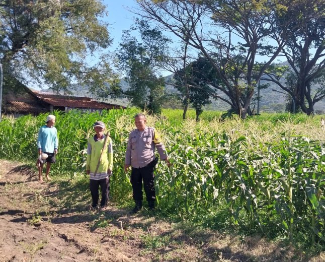 Bhabinkamtibmas Polsek Mojoroto Perkuat Ketahanan Pangan, Edukasi Petani Jagung di Kelurahan Gayam