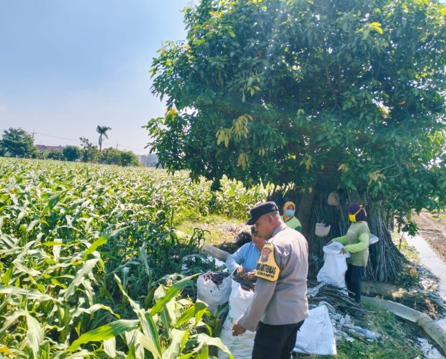 Bhabinkamtibmas Semampir Dampingi Petani Jagung, Wujud Nyata Dukungan Polri terhadap Ketahanan Pangan