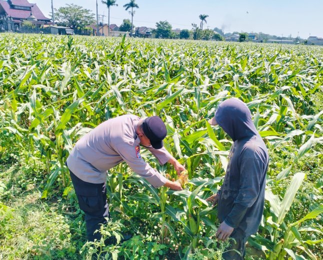 Bhabinkamtibmas Semampir Turun ke Lahan Jagung, Edukasi Petani Dukung Swasembada Pangan Nasional