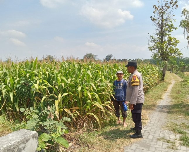 Bhabinkamtibmas Kelurahan Manisrenggo Dampingi Petani Jagung, Wujudkan Ketahanan Pangan Menuju Swasembada Nasional