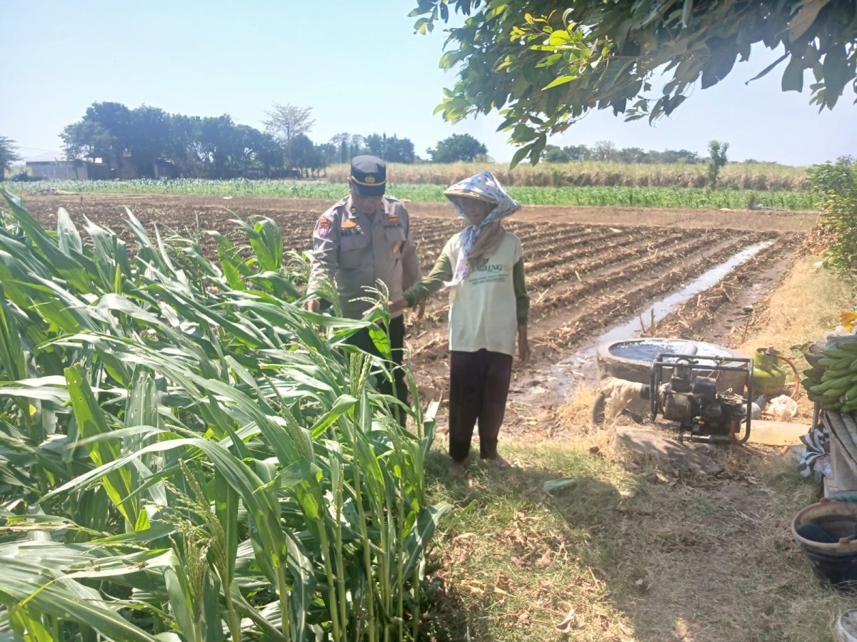 Bhabinkamtibmas Polsek Banyakan Cek Tanaman Jagung, Dorong Petani Perkuat Ketahanan Pangan