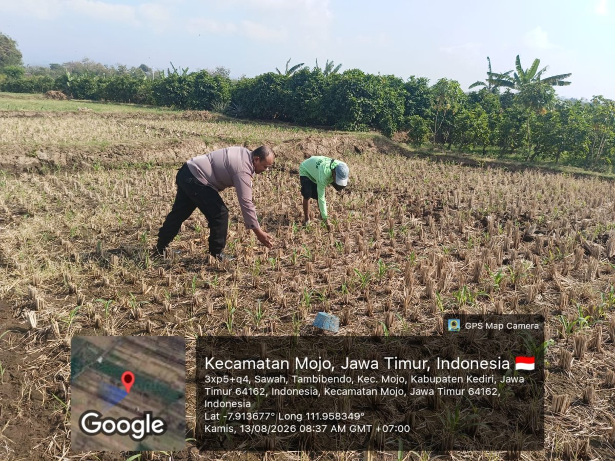 Bhabinkamtibmas Tambibendo Turun ke Sawah, Dukung Warga Perkuat Ketahanan Pangan Lewat Tanaman Jagung
