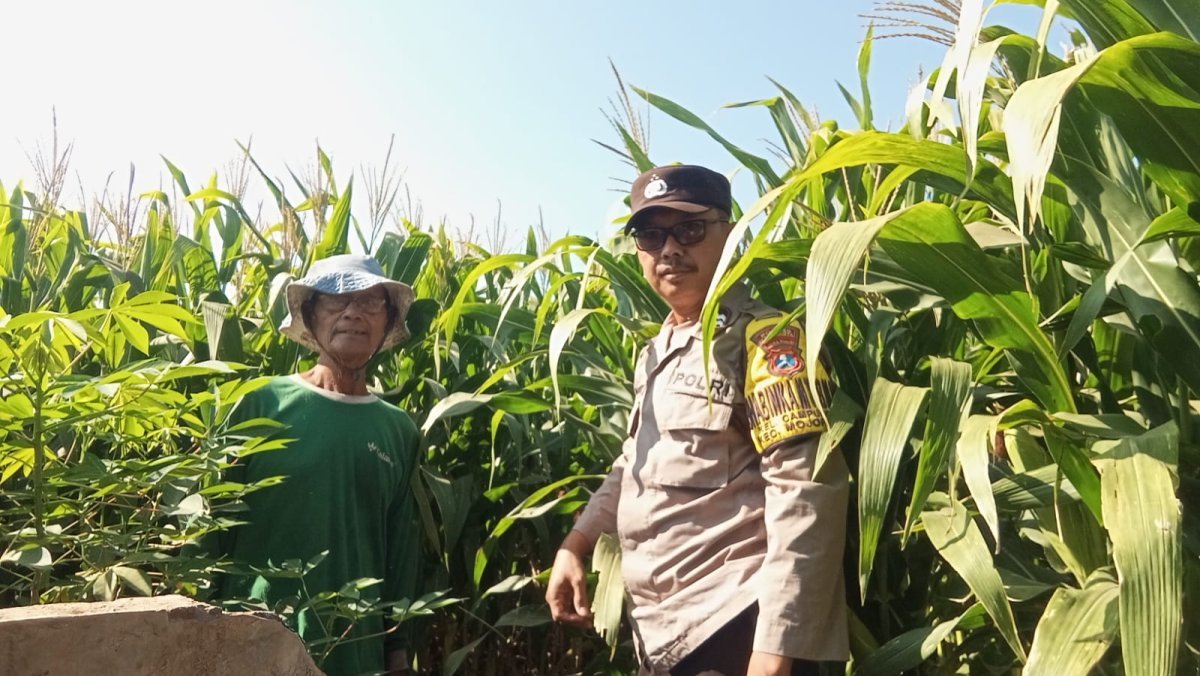 Bhabinkamtibmas Campurejo Cek Tanaman Jagung, Dorong Ketahanan Pangan dan Swasembada