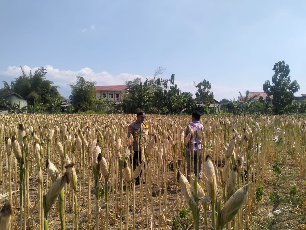 Bhabinkamtibmas Desa Kerep Dampingi Petani, Dorong Produktivitas Jagung Dukung Ketahanan Pangan