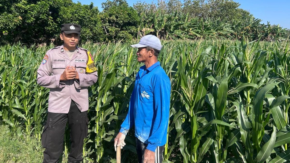 Sambang Lahan Pertanian, Bhabinkamtibmas Grogol Berikan Edukasi kepada Petani Jagung