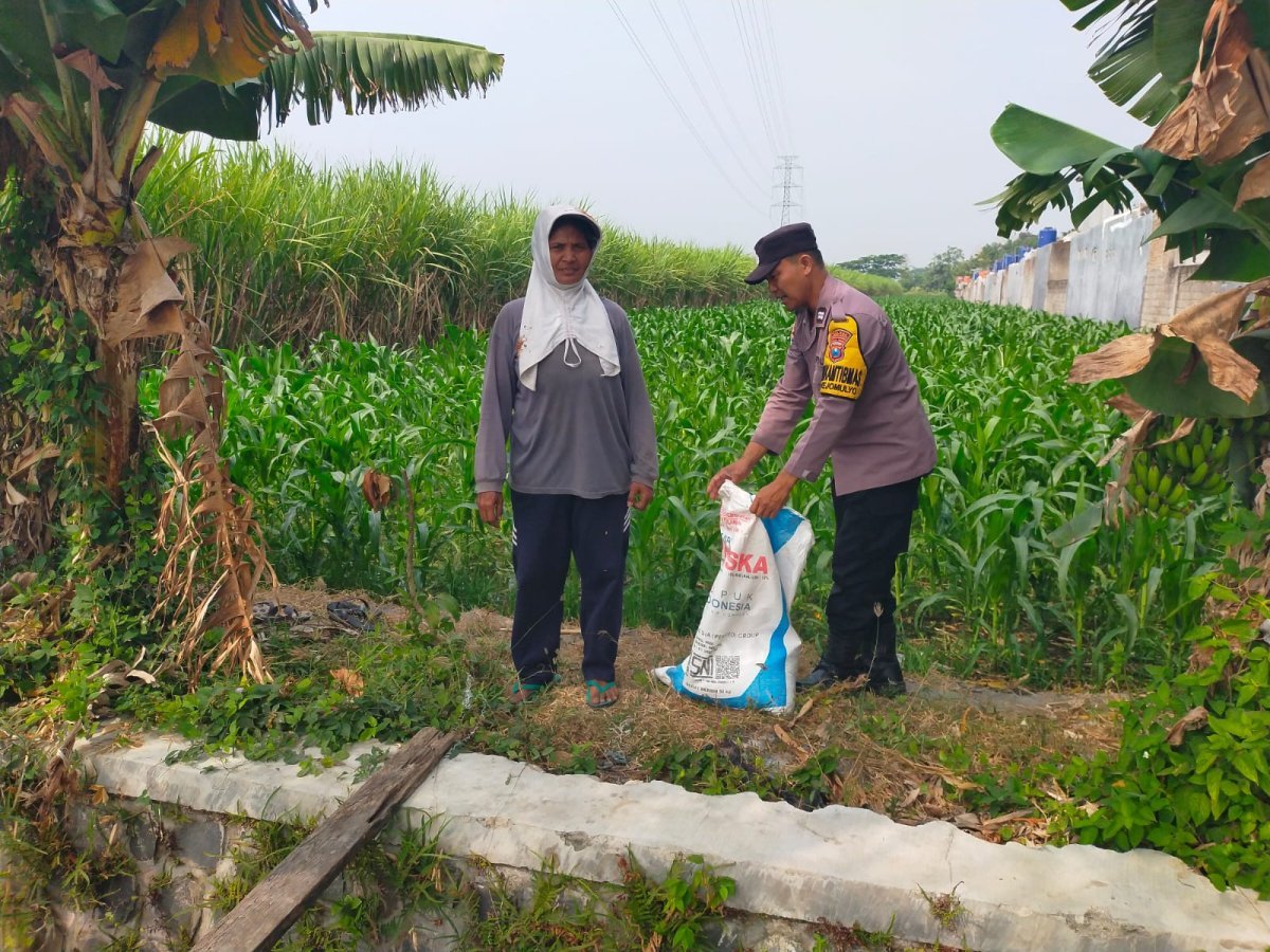 Bhabinkamtibmas Rejomulyo Turun ke Lahan Jagung, Dampingi Petani Persiapkan Pemupukan