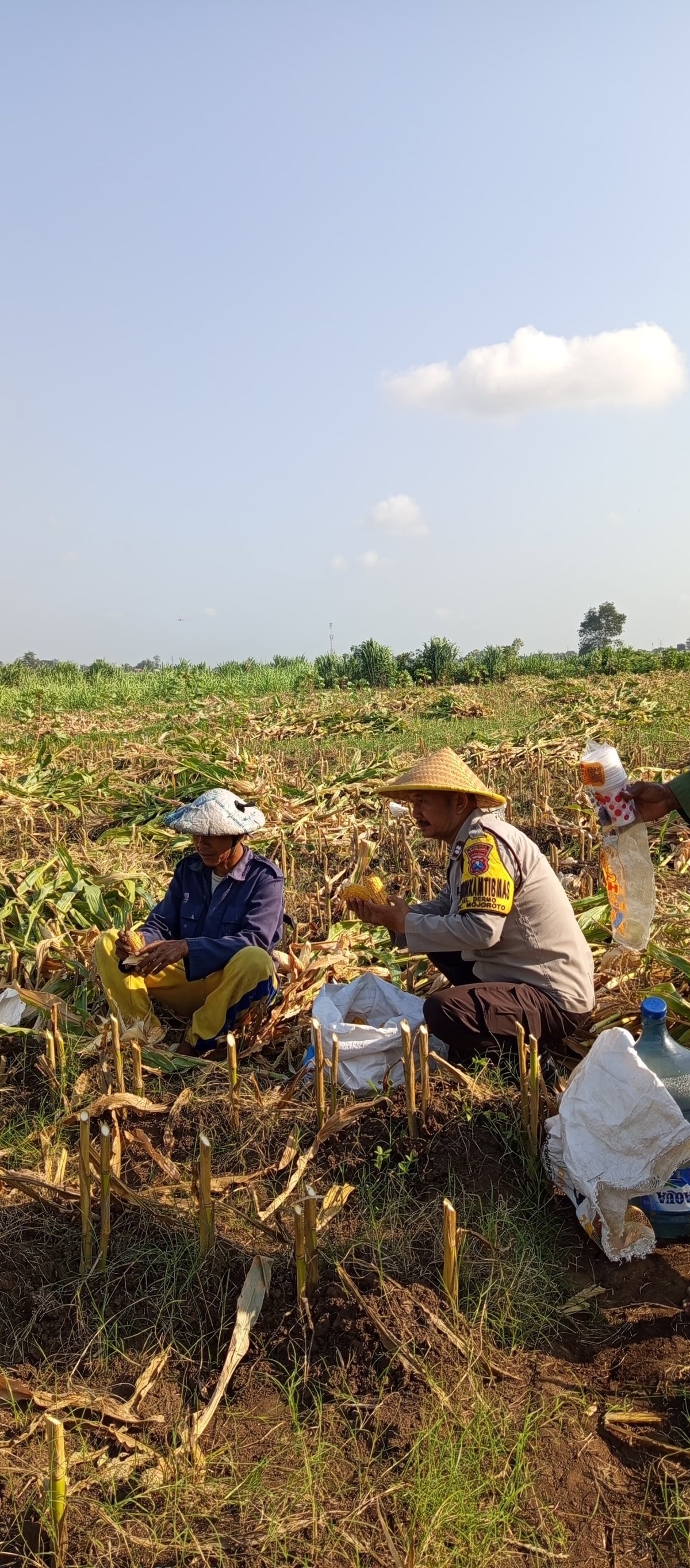 Jaga Ketahanan Pangan, Bhabinkamtibmas Dermo Aktif Dampingi Petani hingga Masa Panen