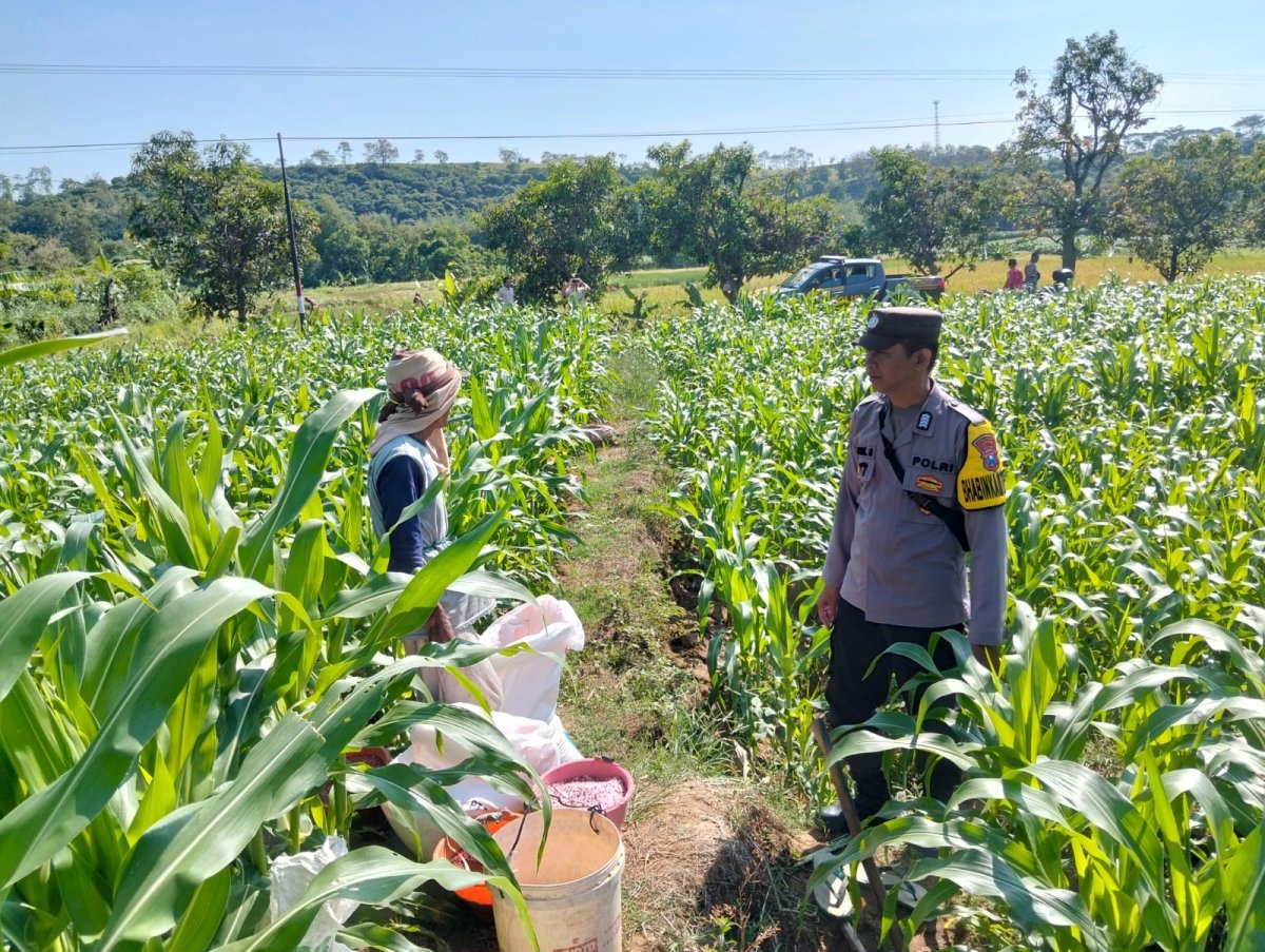 Bhabinkamtibmas Desa Jabon Dampingi Petani Lakukan Pemupukan Jagung, Dukung Ketahanan Pangan Nasional
