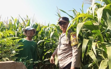 Bhabinkamtibmas Campurejo Cek Tanaman Jagung, Dorong Ketahanan Pangan dan Swasembada