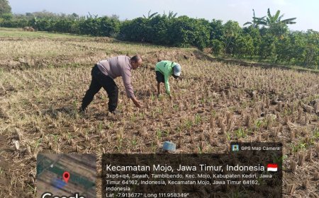 Bhabinkamtibmas Tambibendo Turun ke Sawah, Dukung Warga Perkuat Ketahanan Pangan Lewat Tanaman Jagung