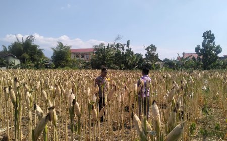 Bhabinkamtibmas Desa Kerep Dampingi Petani, Dorong Produktivitas Jagung Dukung Ketahanan Pangan