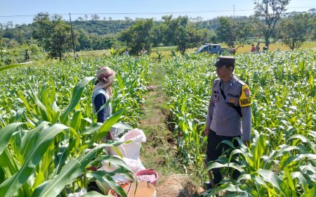 Bhabinkamtibmas Desa Jabon Dampingi Petani Lakukan Pemupukan Jagung, Dukung Ketahanan Pangan Nasional