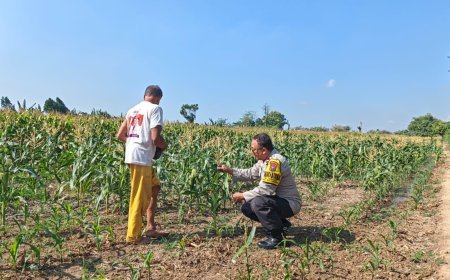 Bhabinkamtibmas Tamanan Dampingi Petani Jagung, Dorong Ketahanan Pangan dan Swasembada Nasional