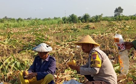 Jaga Ketahanan Pangan, Bhabinkamtibmas Dermo Aktif Dampingi Petani hingga Masa Panen