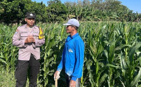 Sambang Lahan Pertanian, Bhabinkamtibmas Grogol Berikan Edukasi kepada Petani Jagung